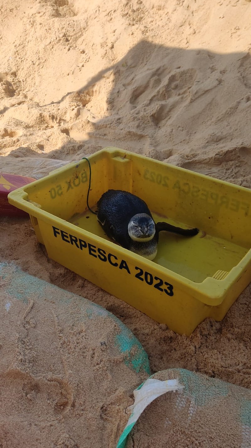 Pinguins começam a chegar ao Estado e Iema orienta quanto ao resgate