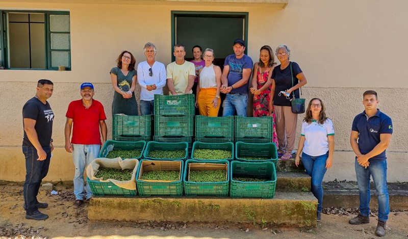 Espírito Santo terá primeiro azeite produzido em terras capixabas