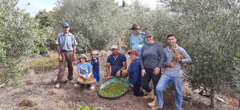 Espírito Santo terá primeiro azeite produzido em terras capixabas