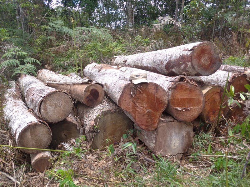 Idaf flagra mais de cinco hectares de vegetação destruídos em Santa Maria de Jetibá