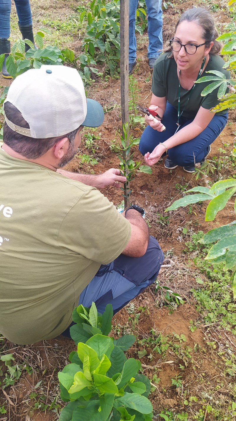 Incaper incentiva produção de olivicultura no Caparaó Capixaba