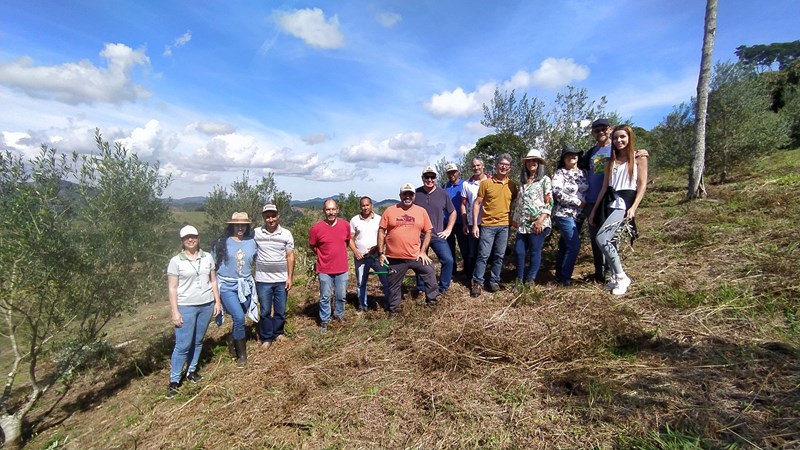 Incaper incentiva produção de olivicultura no Caparaó Capixaba