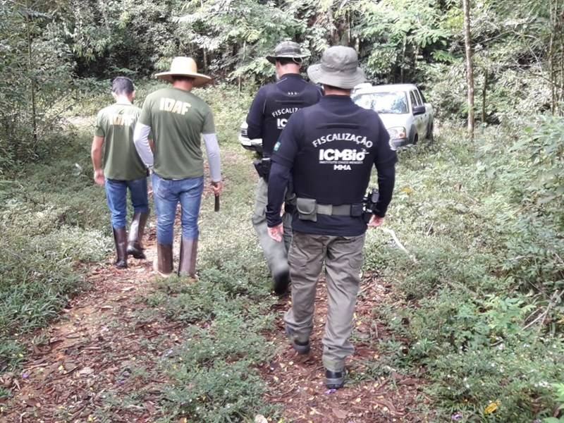Fiscalização conjunta: Idaf e ICMBio apreendem palmito extraído irregularmente em Divino de São Lourenço
