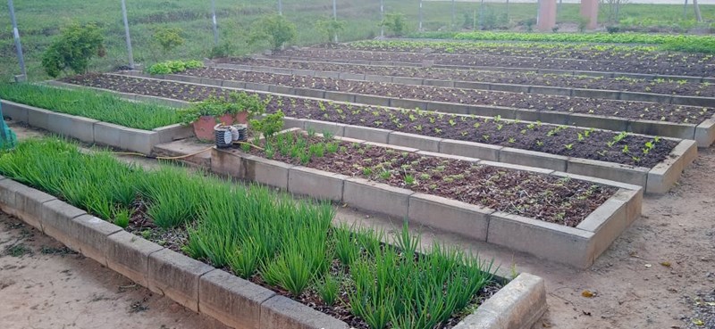 Unidade prisional realiza doações de verduras a instituições de Cachoeiro de Itapemirim