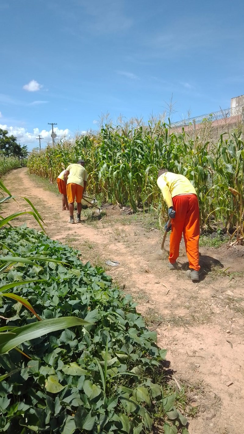 Parceria produz cesta verde para famílias do município de Viana