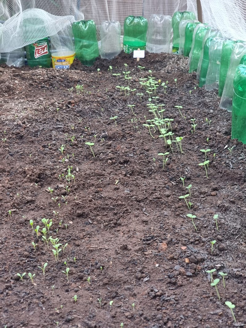 Fapes apoia projeto de hortas comunitárias em bairro de Vitória