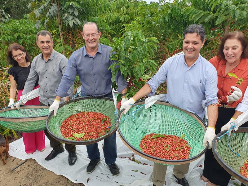 Abertura da colheita do Café Conilon no Estado é realizada em Jaguaré