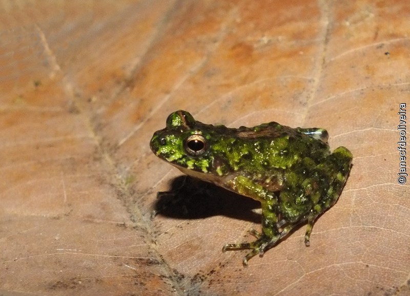 Monumento Natural Serra das Torres disponibiliza ‘Lista de Espécies’ da Fauna