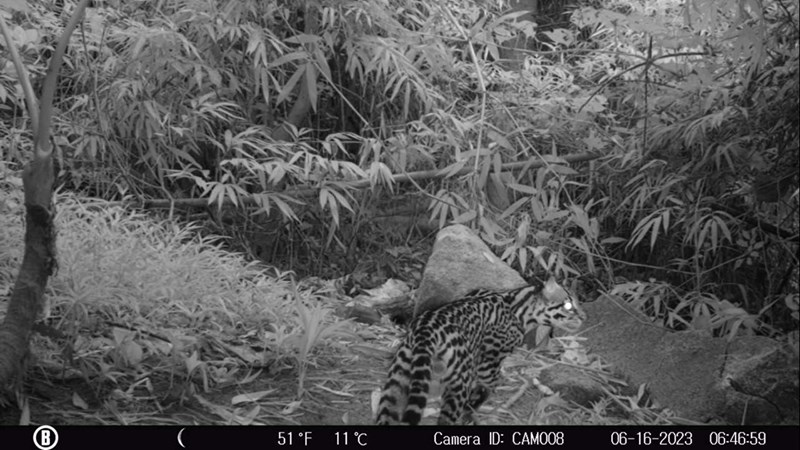 Monumento Natural Serra das Torres disponibiliza ‘Lista de Espécies’ da Fauna