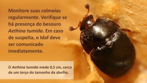 Besouro vive em meio a fezes para proteger suas larvas - Instituto Butantan