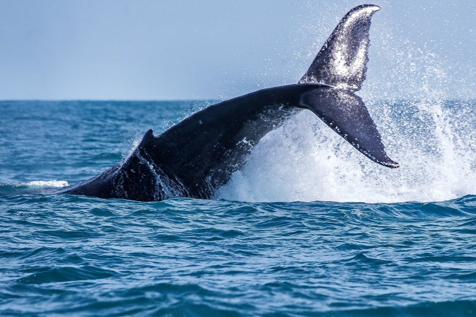 Governo ES - Festival marca o início da temporada das baleias