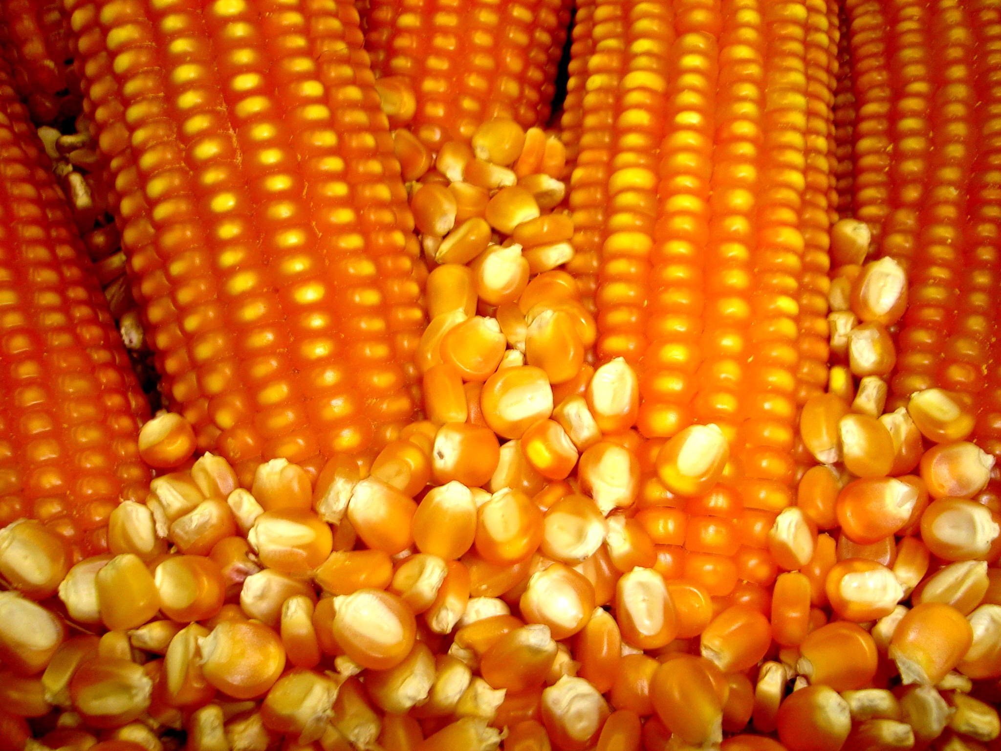 2306milhocapixaba