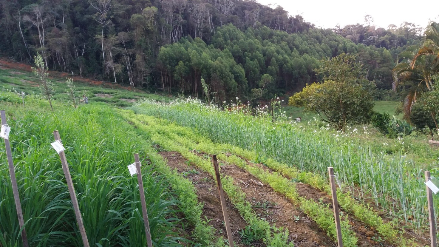 Adaptação local de plantas de cobertura - Idaf