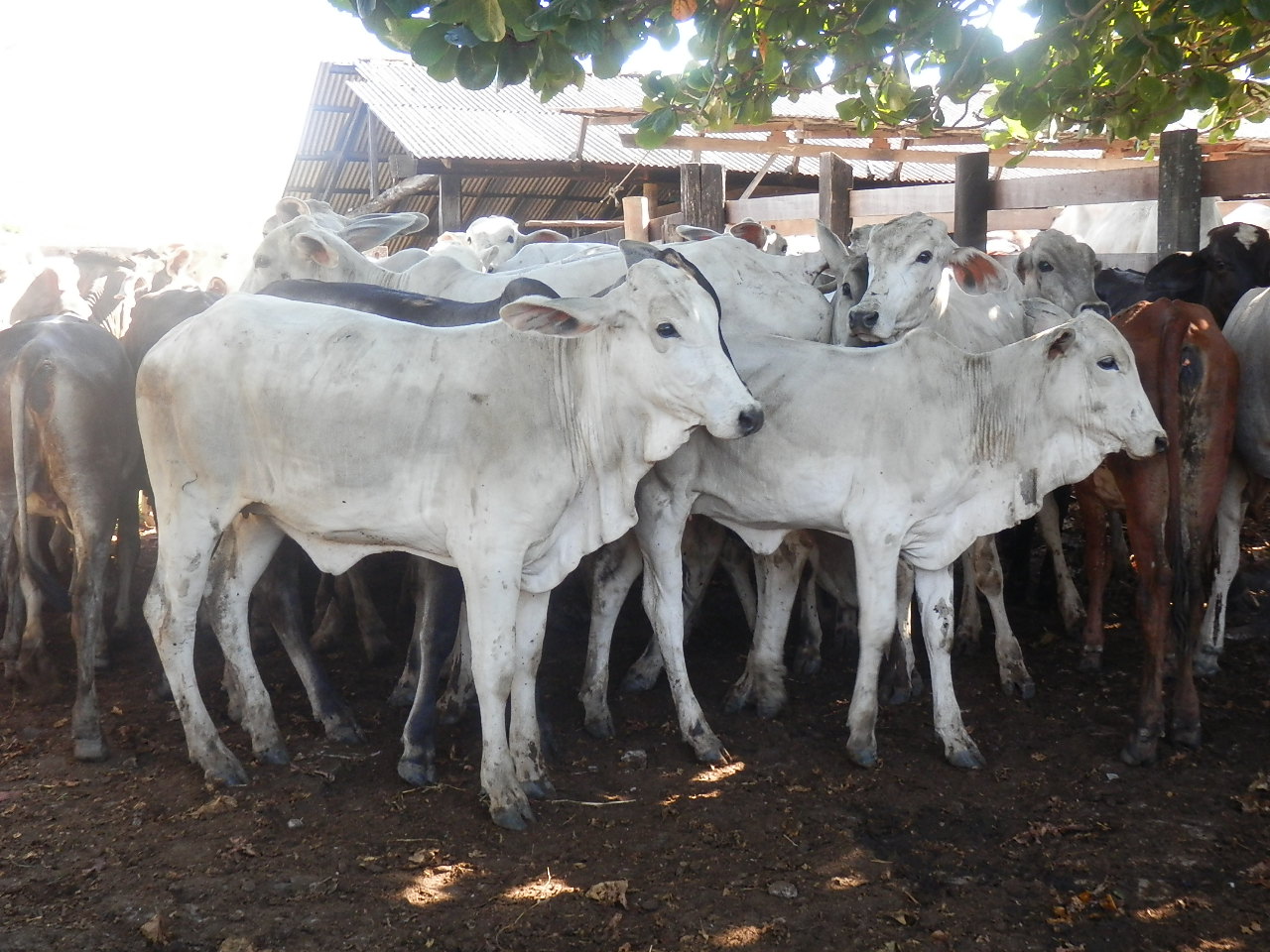 Aftosa - Itapemirim