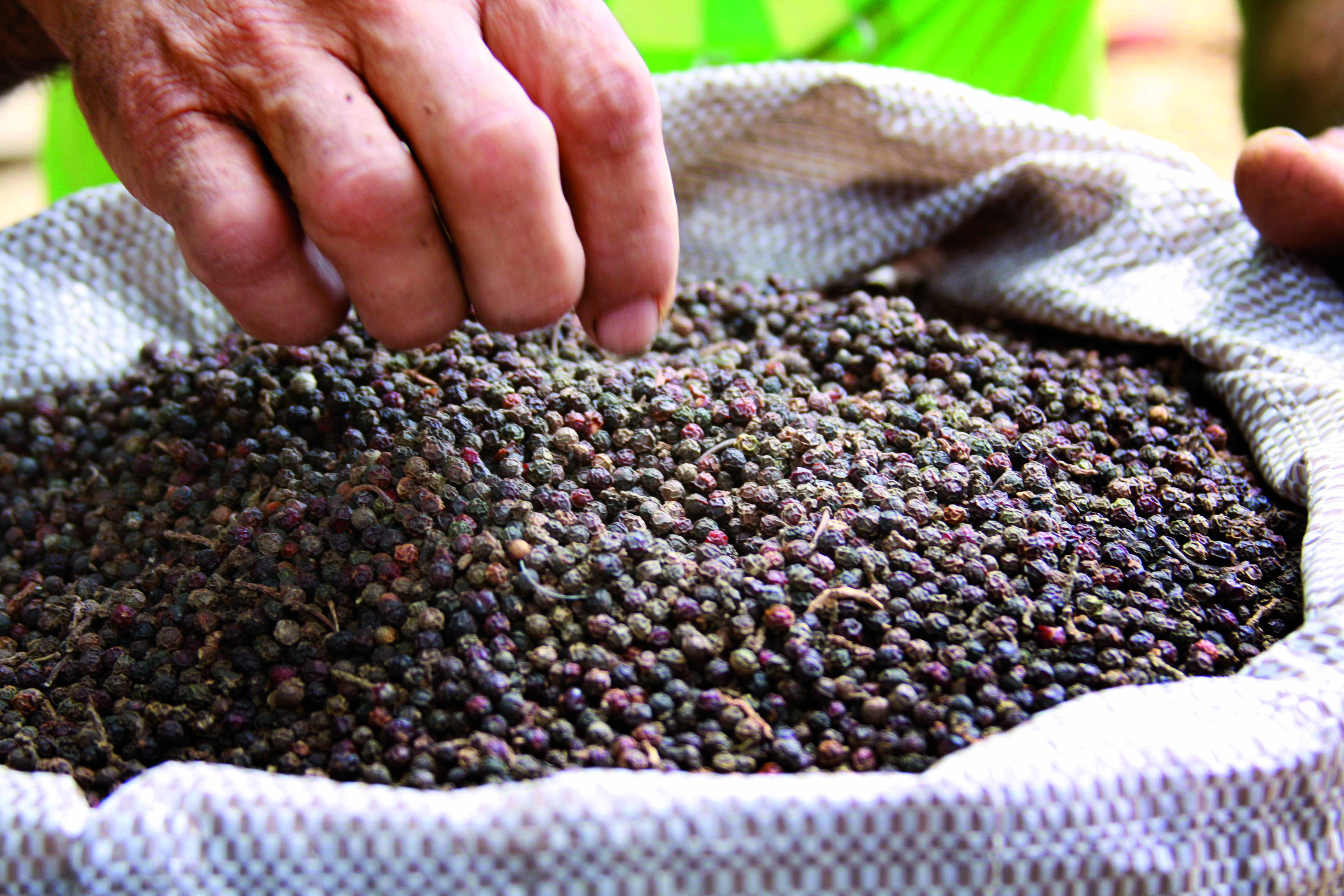 Bandes - Pimenta - Agricultura24|||Fotógrafo:Divulgação