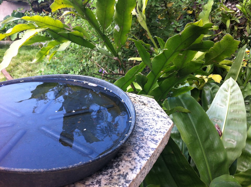 Dengue_Quintal_270515