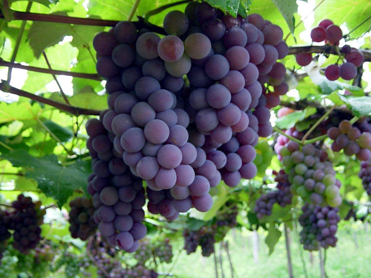 Festa_da_Uva_e_do_Vinho_Divulgacao