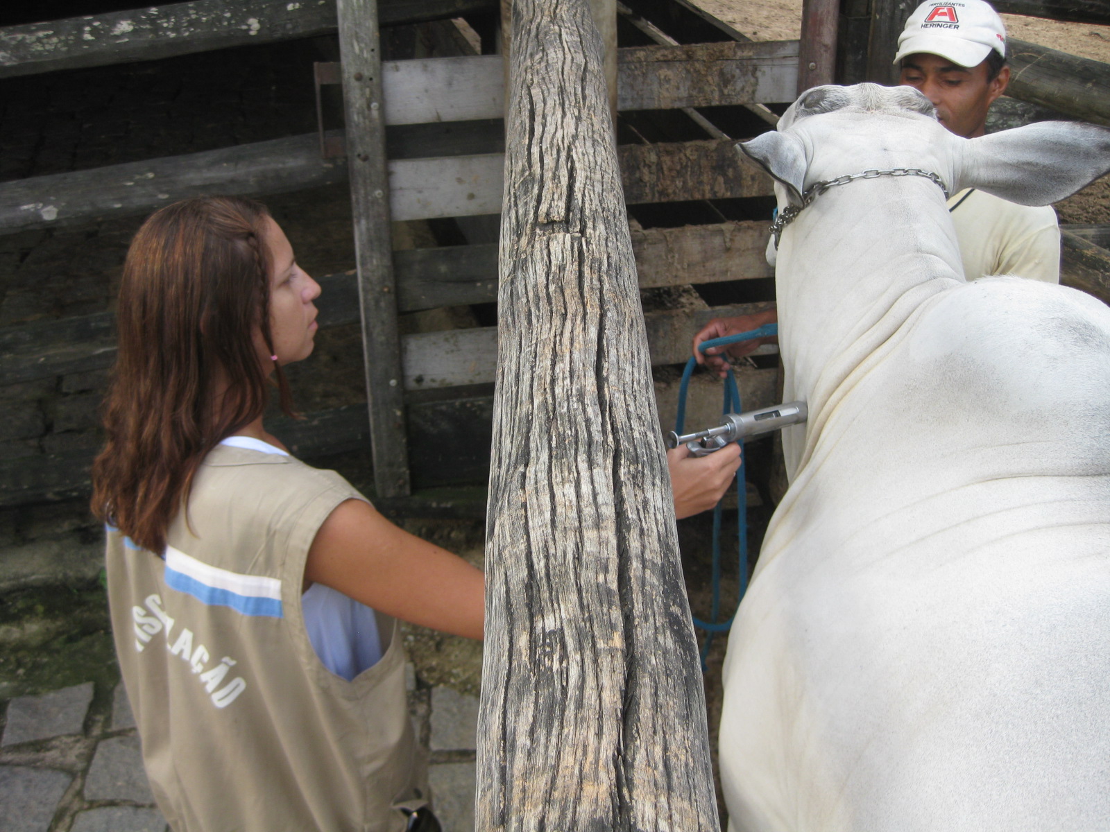 IMG_0025 (1)|||Fotógrafo:Divulgação/Idaf