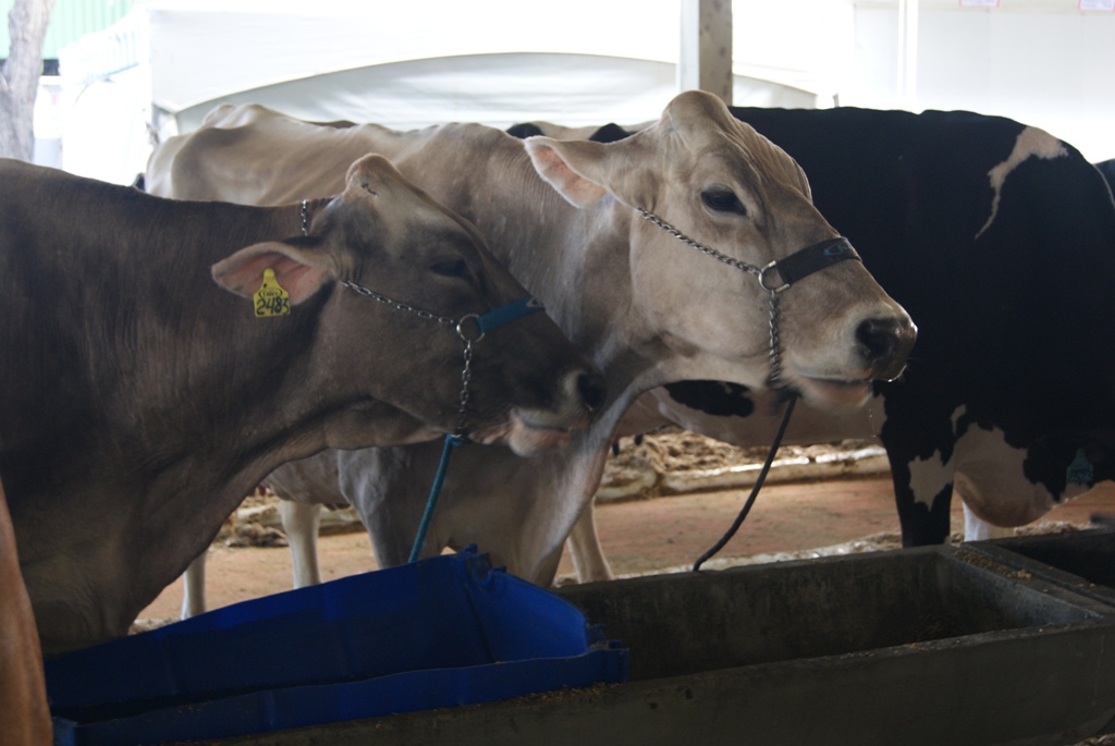 Idaf - 08052017 - DSC00324_red|||Fotógrafo:Assessoria de Comunicação/Idaf