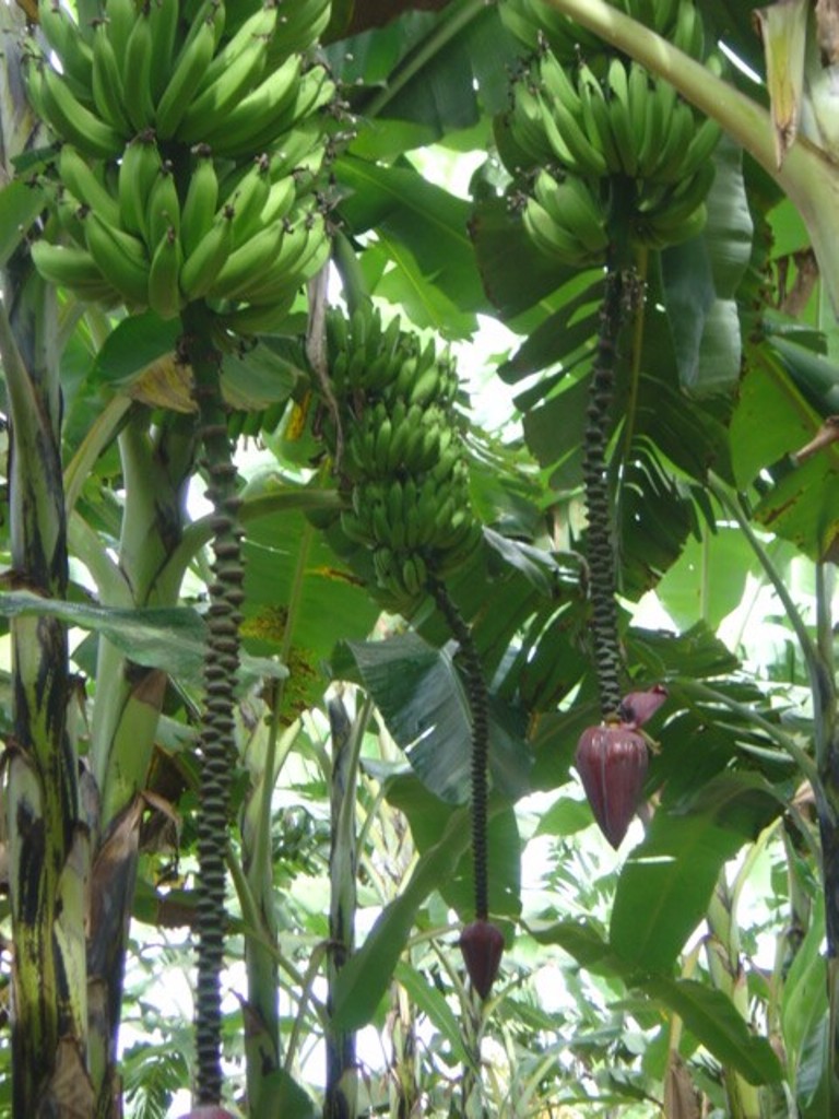 Incaper - 28032017 - banana Vitória|||Fotógrafo:Assessoria de Comunicação/Incaper