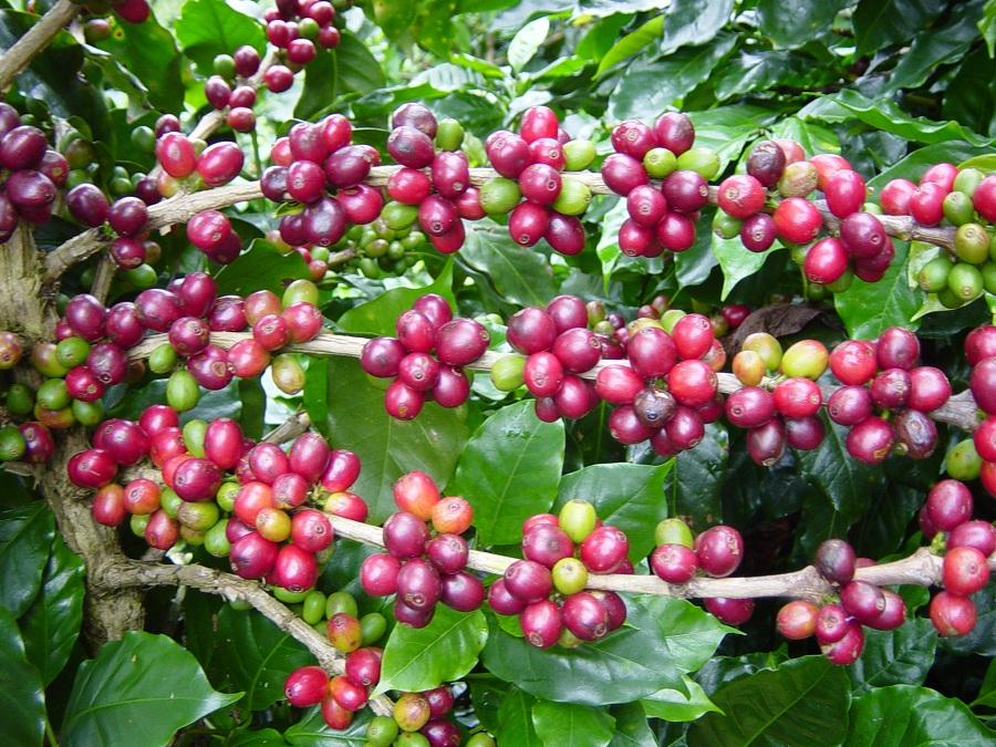 Incaper - CafÃ©_ArÃ¡bica