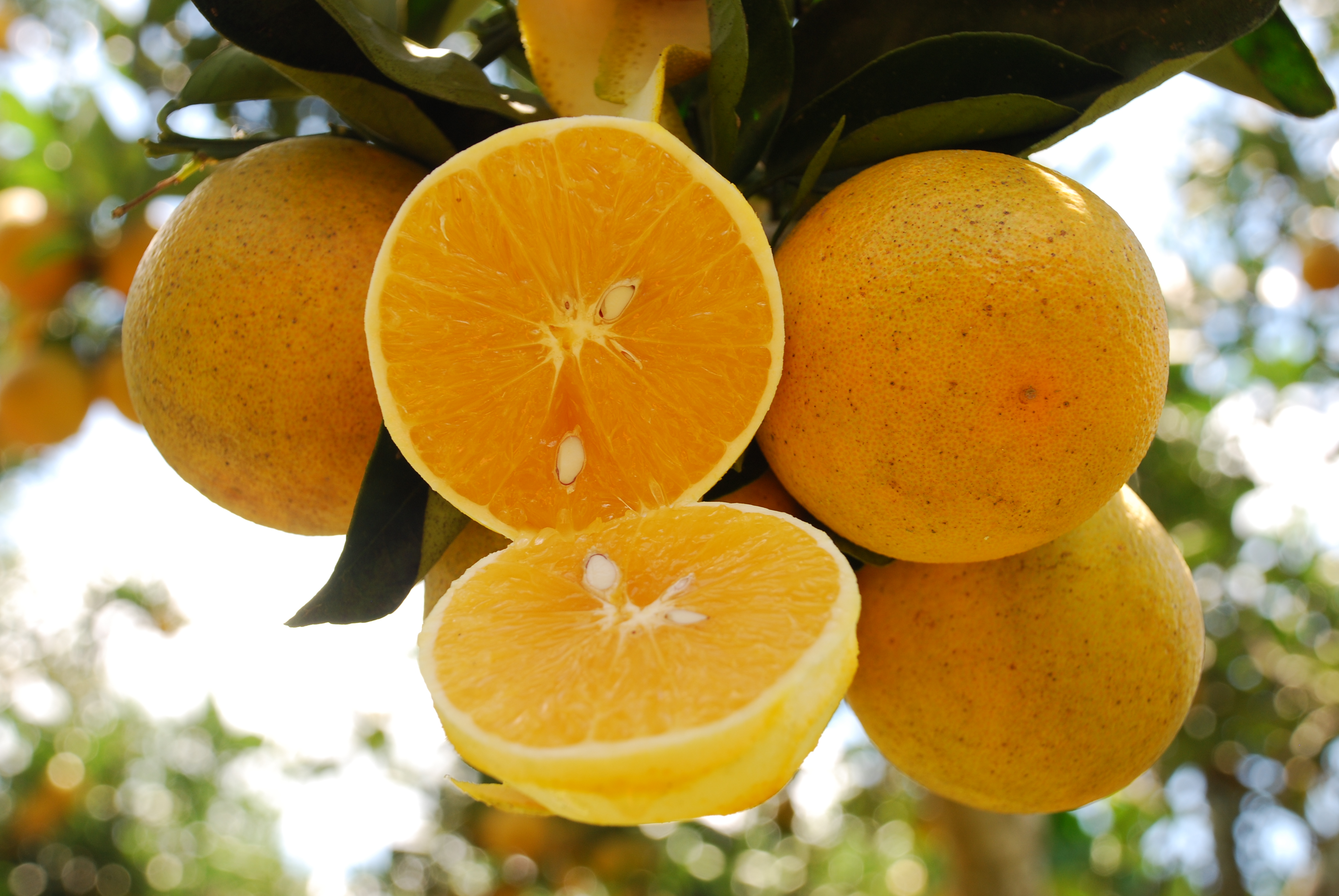 Laranja_Incaper