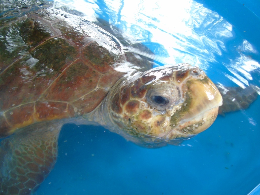 Tartaruga marinha_Iema_Créditos Divulgação Ipram (2)