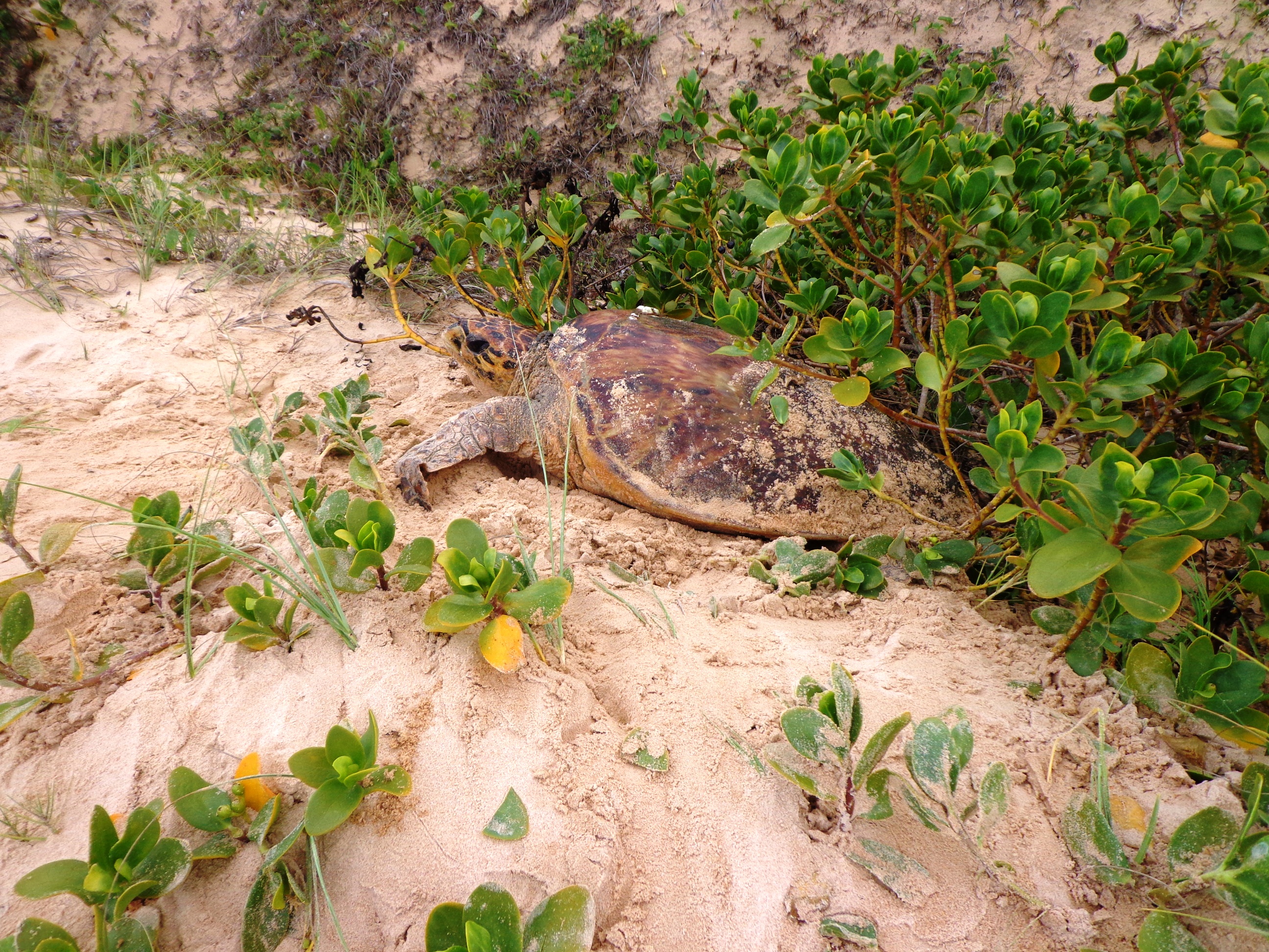 Tartatuga_Marinha_PEPCV_Frederico_Pinto (1)
