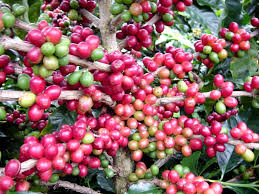 arabica_incaper. - 28072016