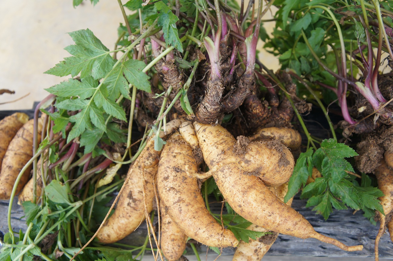 batata baroa_Incaper