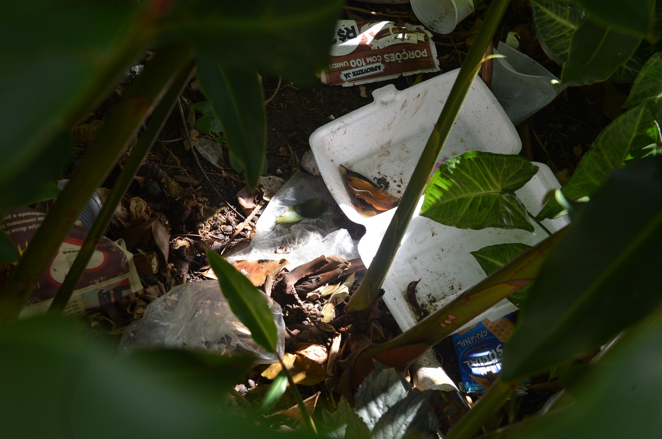 dengue e zika_Romero Mendonça