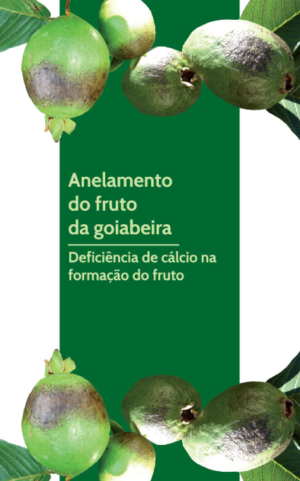 folder_anelamento_goiabeira
