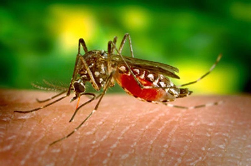 mosquito da dengue_241115_Divulgação-1