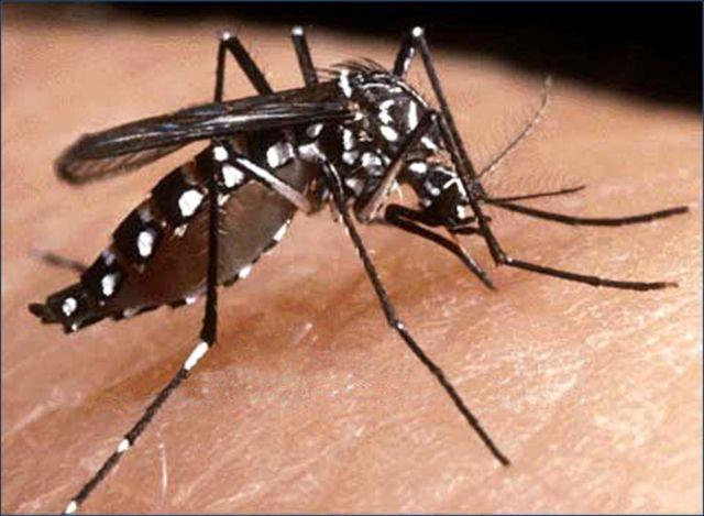 mosquitoAedesaegypti_jpg