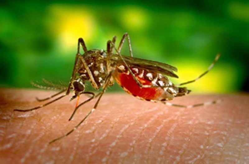 mosquito_241115-1