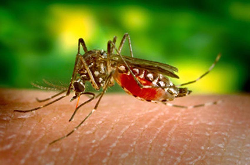 mosquito_dengue_030111|||Fotógrafo:Divulgação