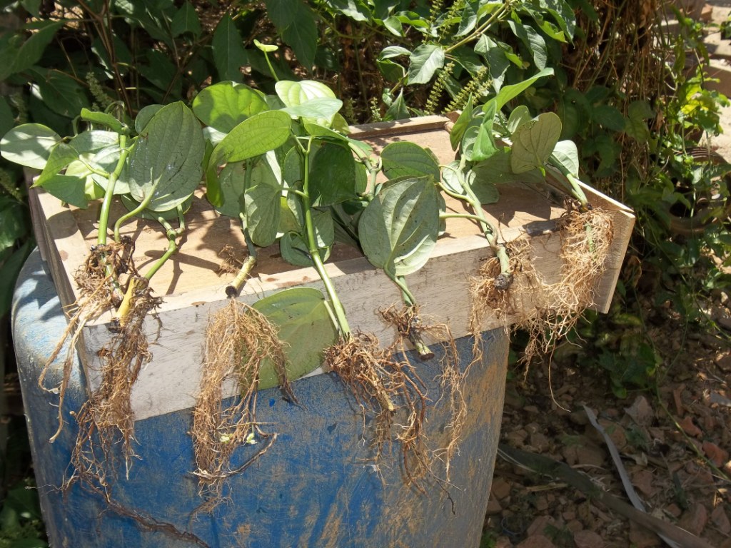 muda pimenta do reino_Incaper