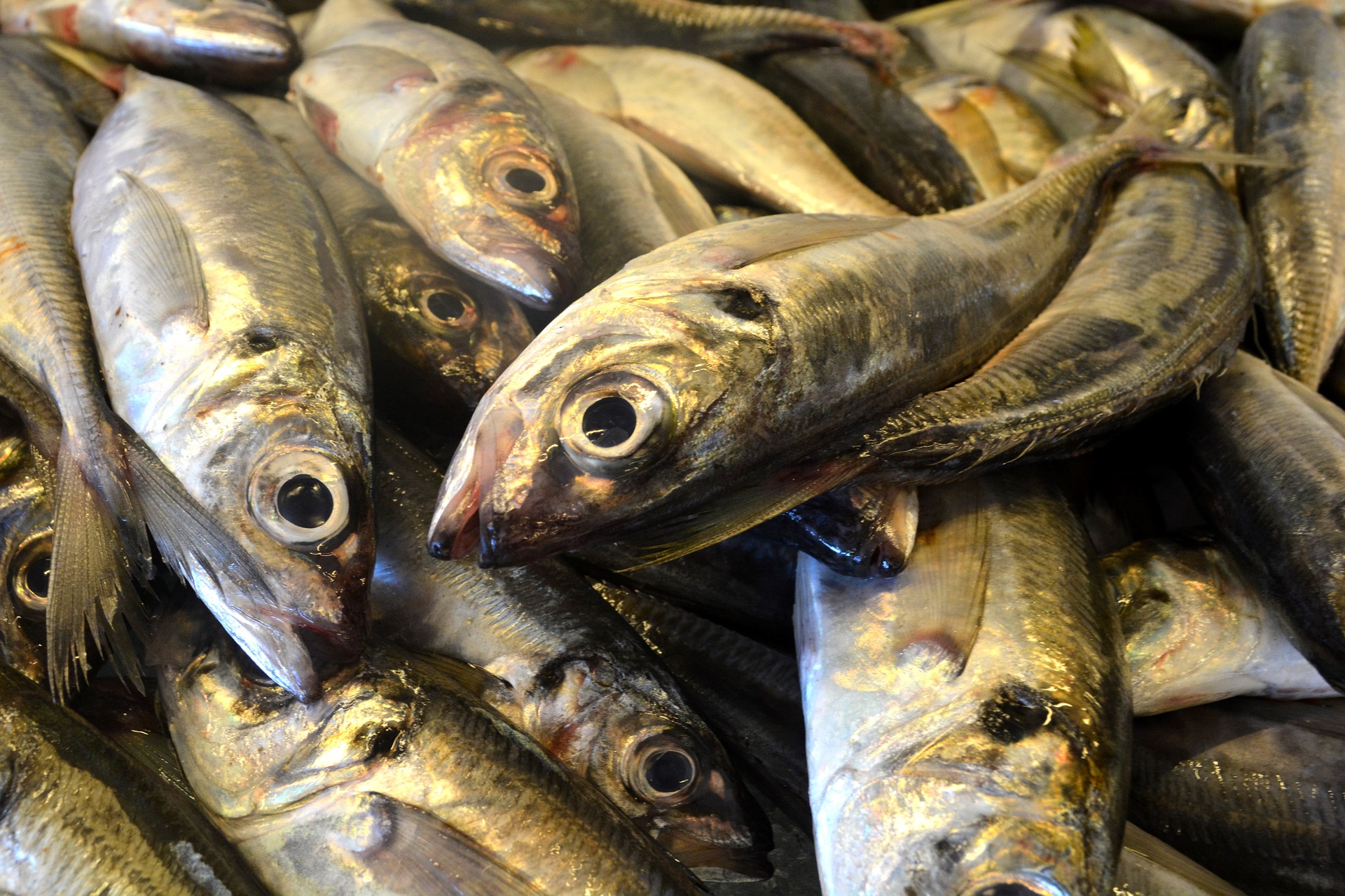 pescado