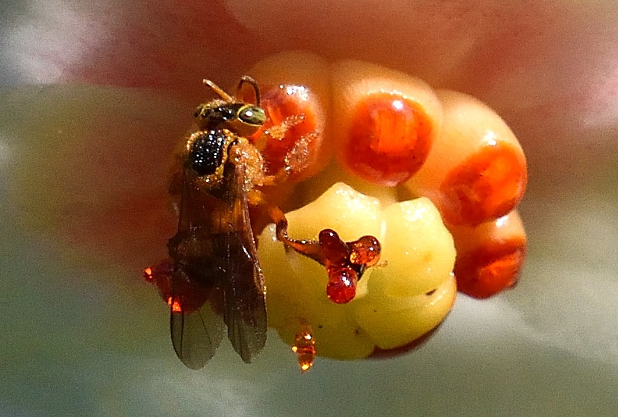 Abelha jataí - Tetragonisca angustula - Família Apidae - Hilton Cristovao|||Fotógrafo:Hilton Cristovão