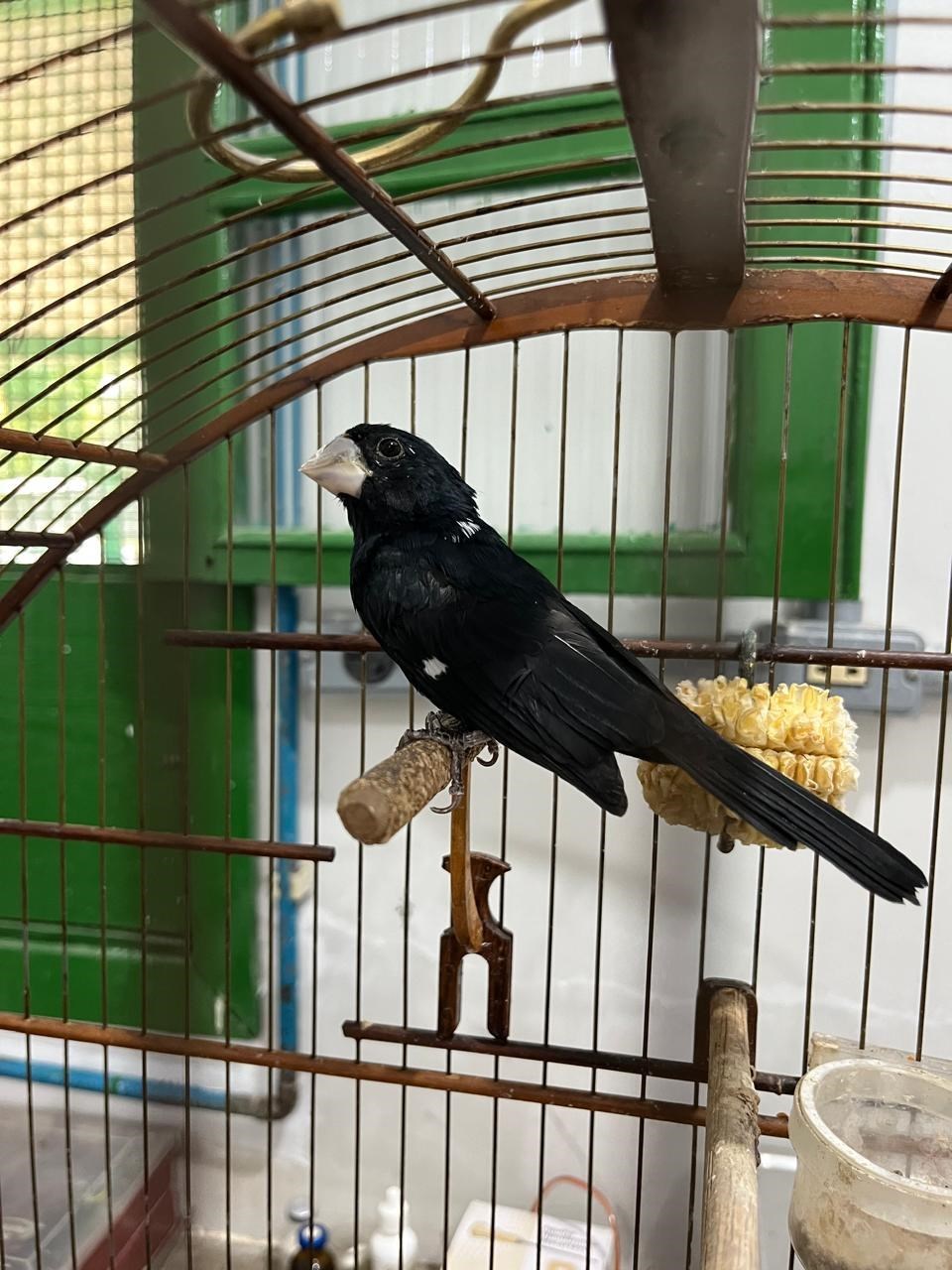 Apreensão Aves - Iema - Divulgação (3)-1
