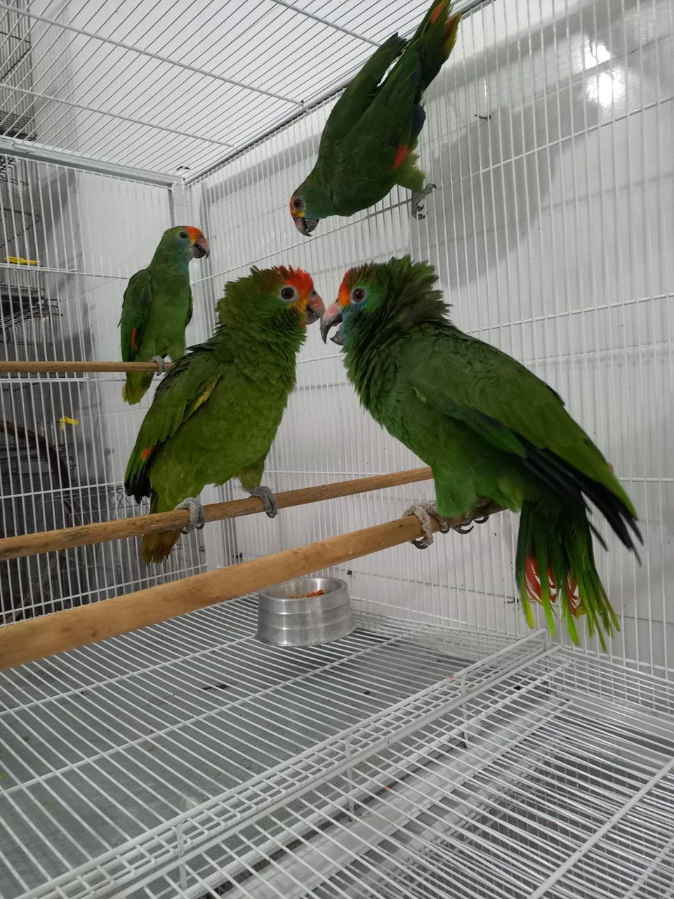 Aves SP (1)
