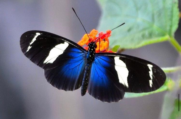 Borboleta - PEPCV - Hilton Cristovão