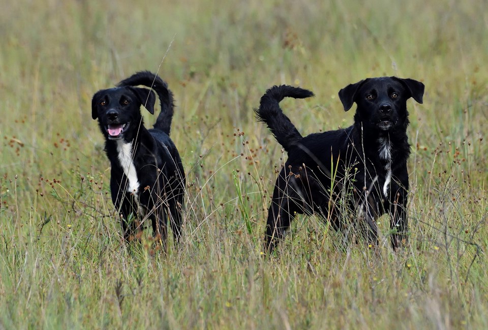 Cão feral - Canis lupus familiaris - Família Canidae DSC_7874 (1)