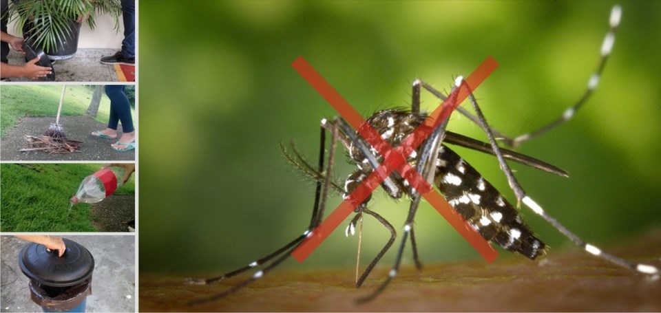 CAPA MATERIA DENGUE 15