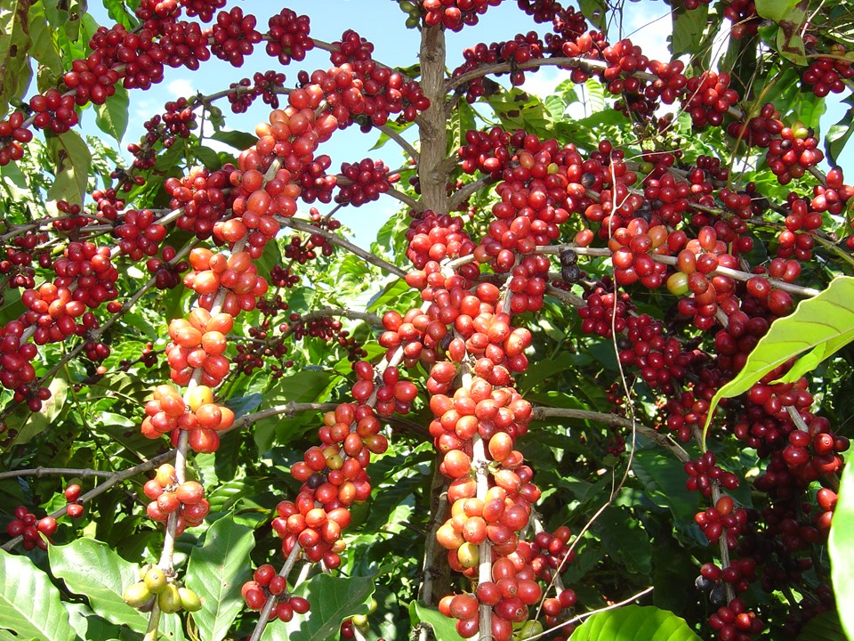 Café conilon - Crédito_ Arquivo Incaper