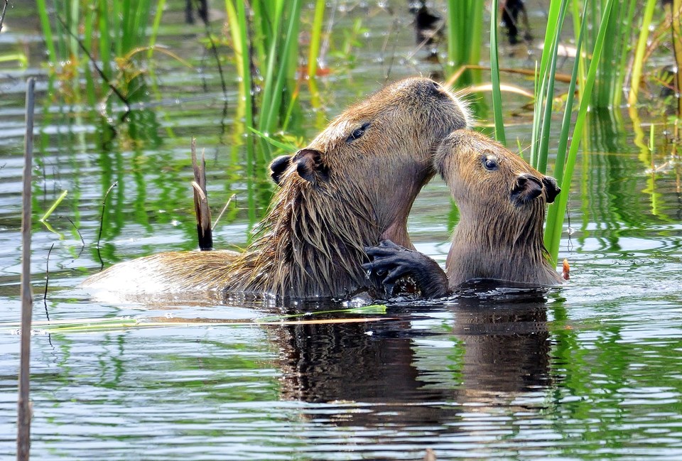 Capivara e capivarinha - Hydrochoerus hydrochaeris - Família Caviidae DSC_7461