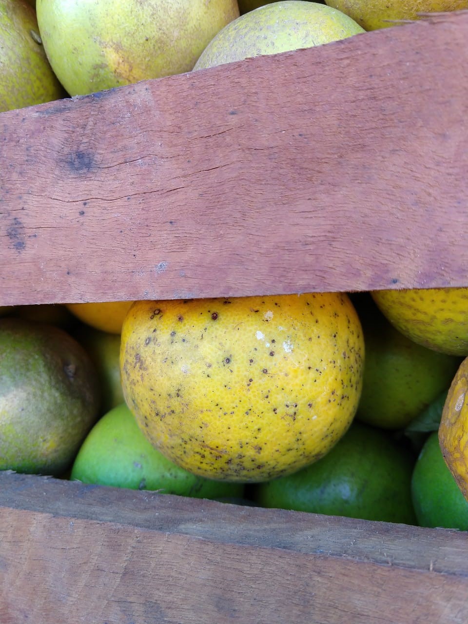 Carga laranja 2