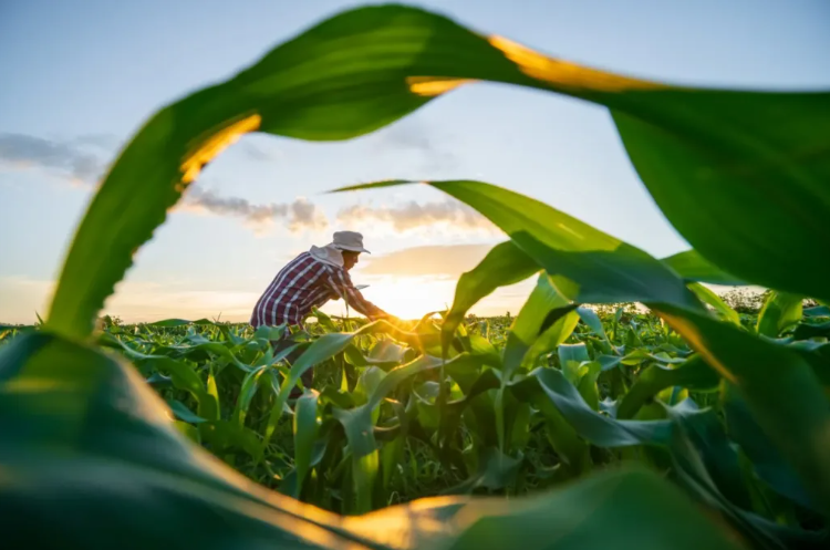 Crédito Rural para a agricultura familiar no Espírito Santo