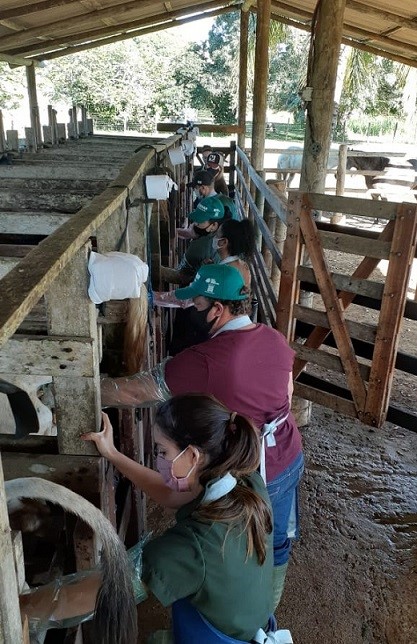 Curso inseminação artificial