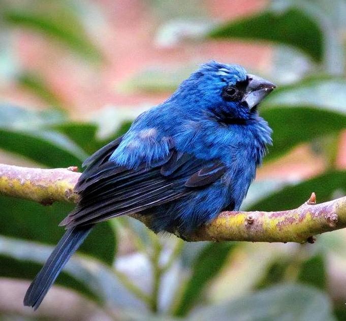 Cyanoloxia brissonii_Ravel Zorzal|||Fotógrafo: Ravel Zorzal